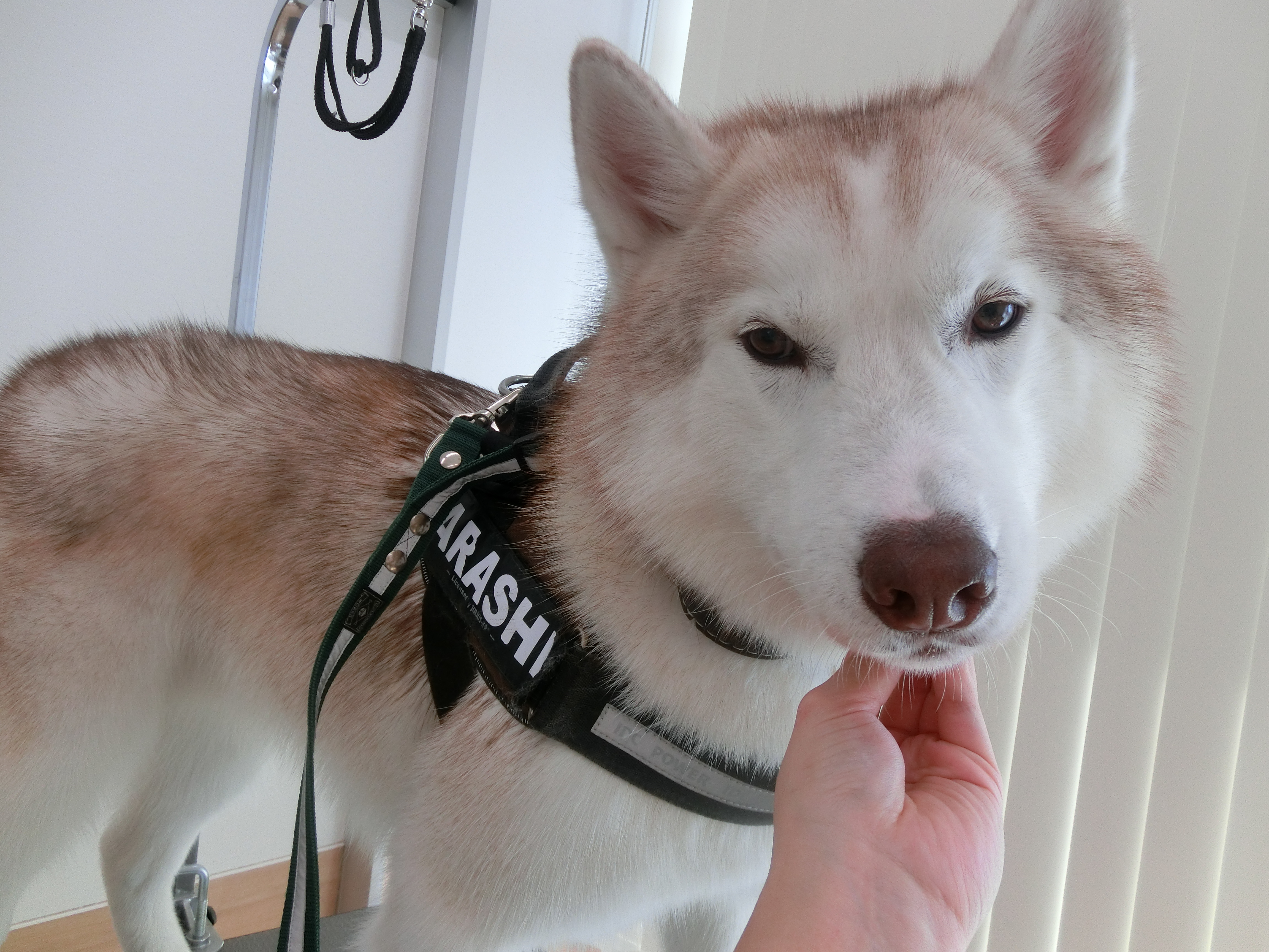 11月のお誕生日 板垣嵐ちゃん 愛知県岩倉市の動物病院 千村どうぶつ病院オフィシャルブログ