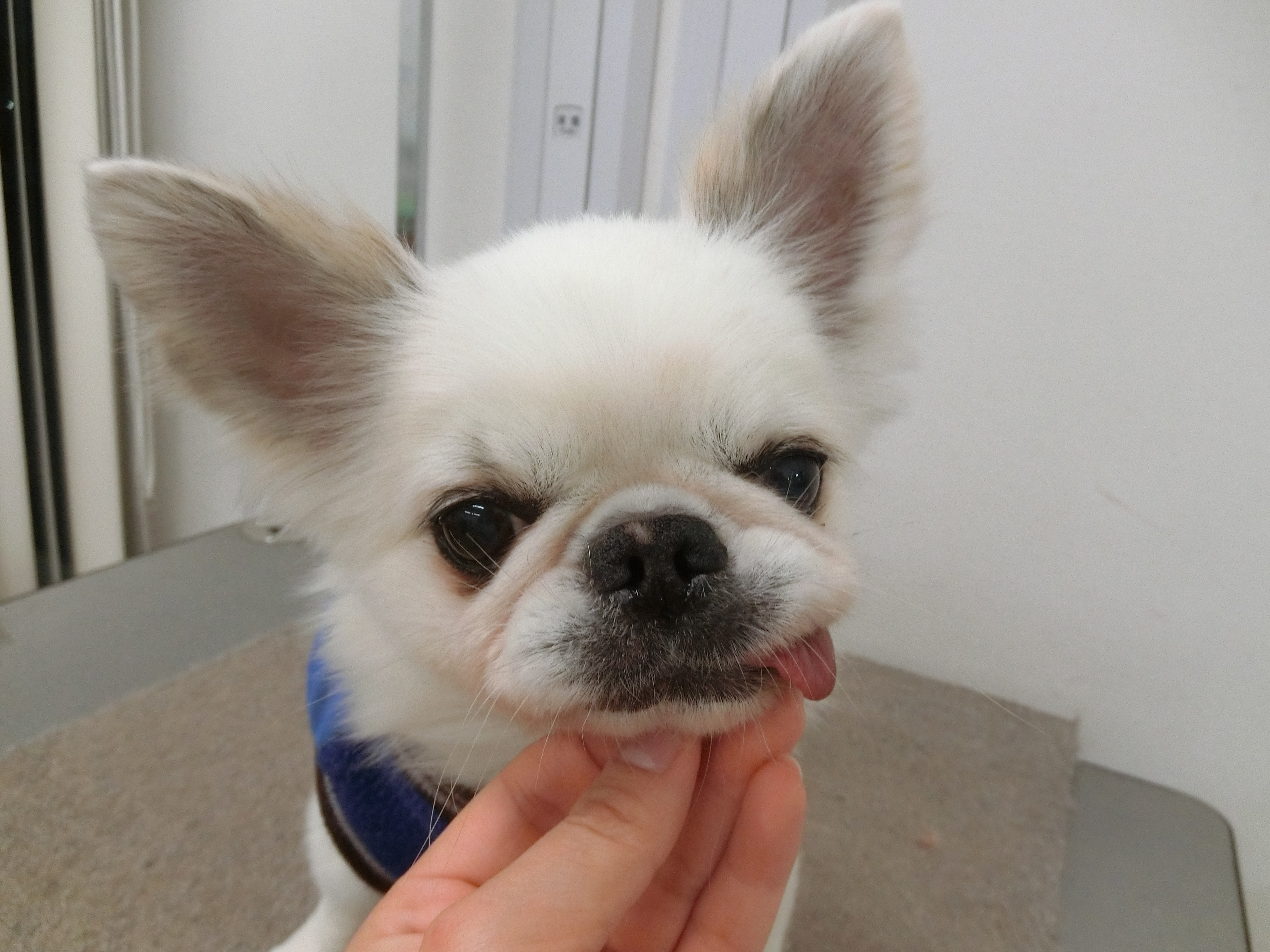 12月のお誕生日 板倉ぽんたちゃん 愛知県岩倉市の動物病院 千村どうぶつ病院オフィシャルブログ