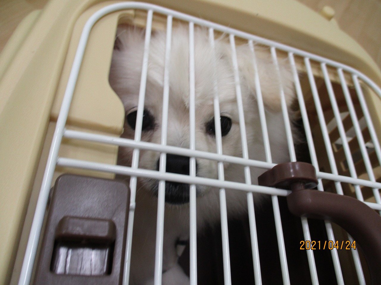 4月24日 パピークラス 愛知県岩倉市の動物病院 千村どうぶつ病院オフィシャルブログ 4月24日 パピークラス 愛知県岩倉市の動物病院 千村どうぶつ病院オフィシャルブログ
