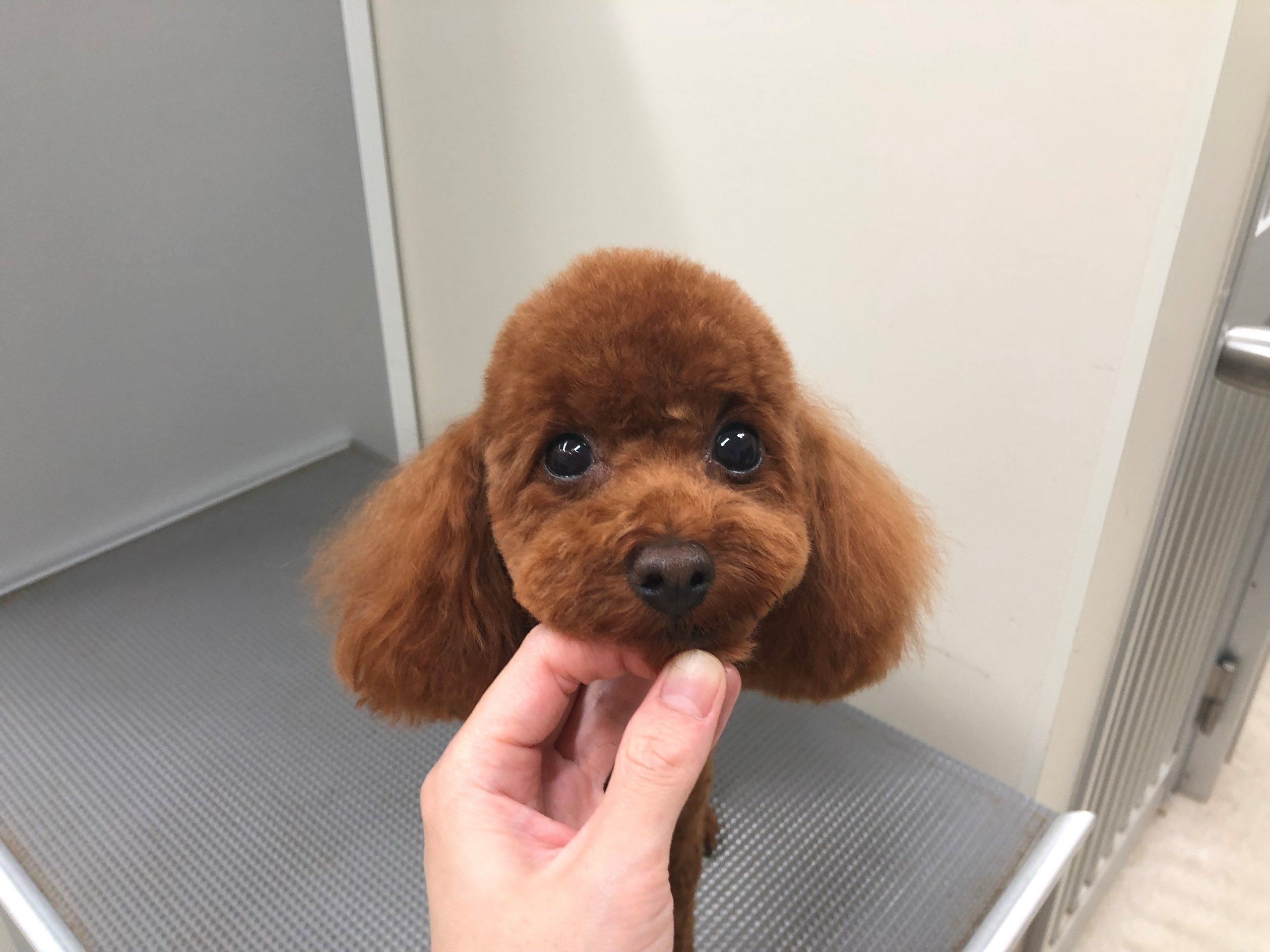 6月のお誕生日 田口くうちゃん 愛知県岩倉市の動物病院 千村どうぶつ病院オフィシャルブログ